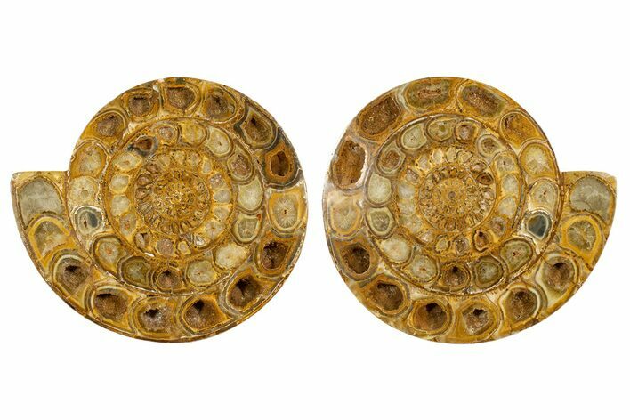 Cut & Polished Jurassic Ammonite (Perisphinctes) Fossil #344939